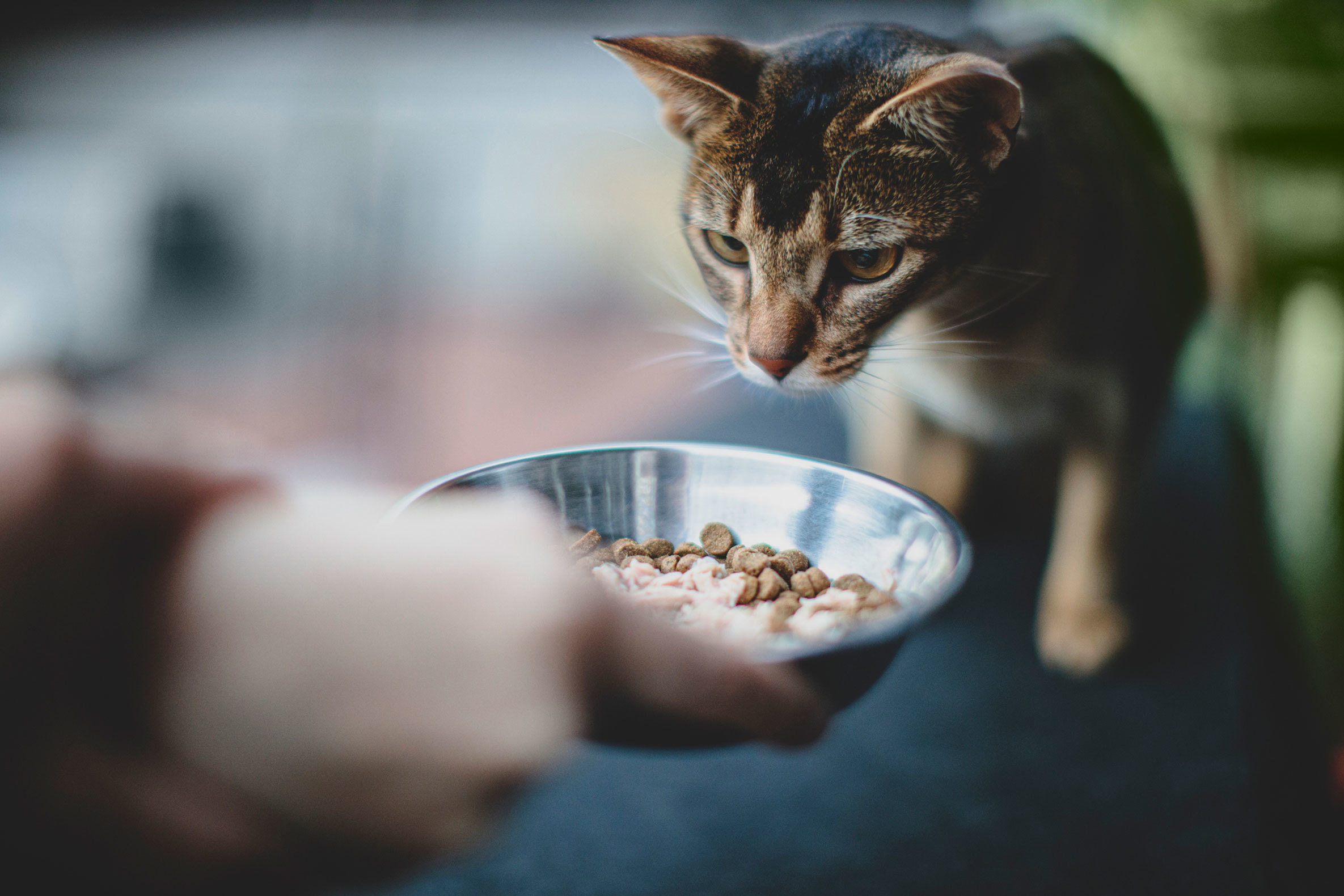 Можно кормить кошку разным кормом. Россия кормит кота. Волонтёр кормит котёнка. Тонкинез ест сухой кошачий корм. Ребенок ест корм кота.