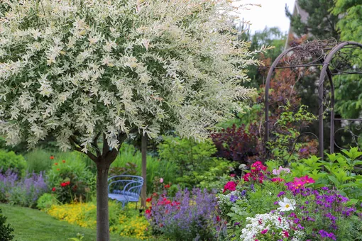 13 красивых карликовых деревьев для небольшого сада: как выбрать и посадить