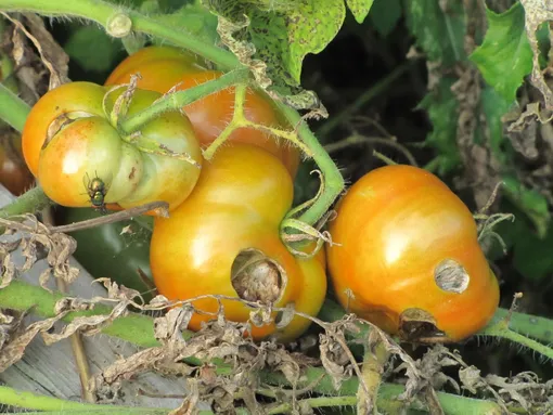 Позаботьтесь о защите от болезней томатов