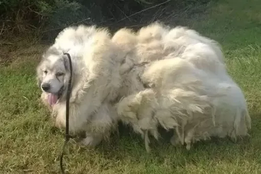 В заброшенном амбаре нашли «очень страшного» пса. Но вот кто скрывался за килограммами свалявшейся шерсти
