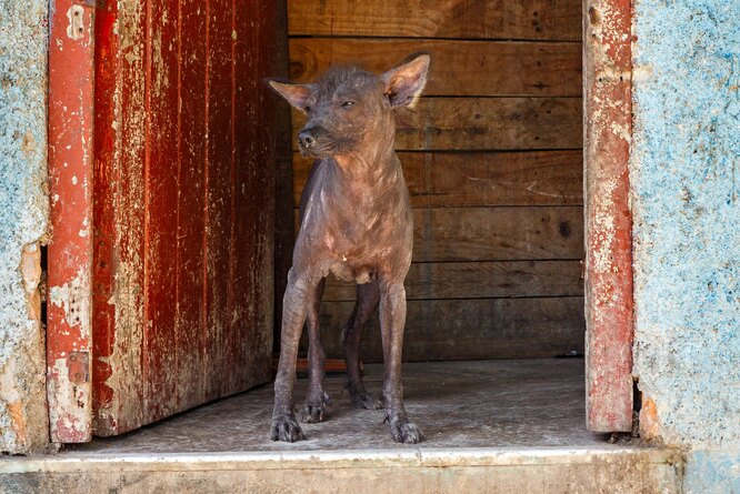 Американский харлей