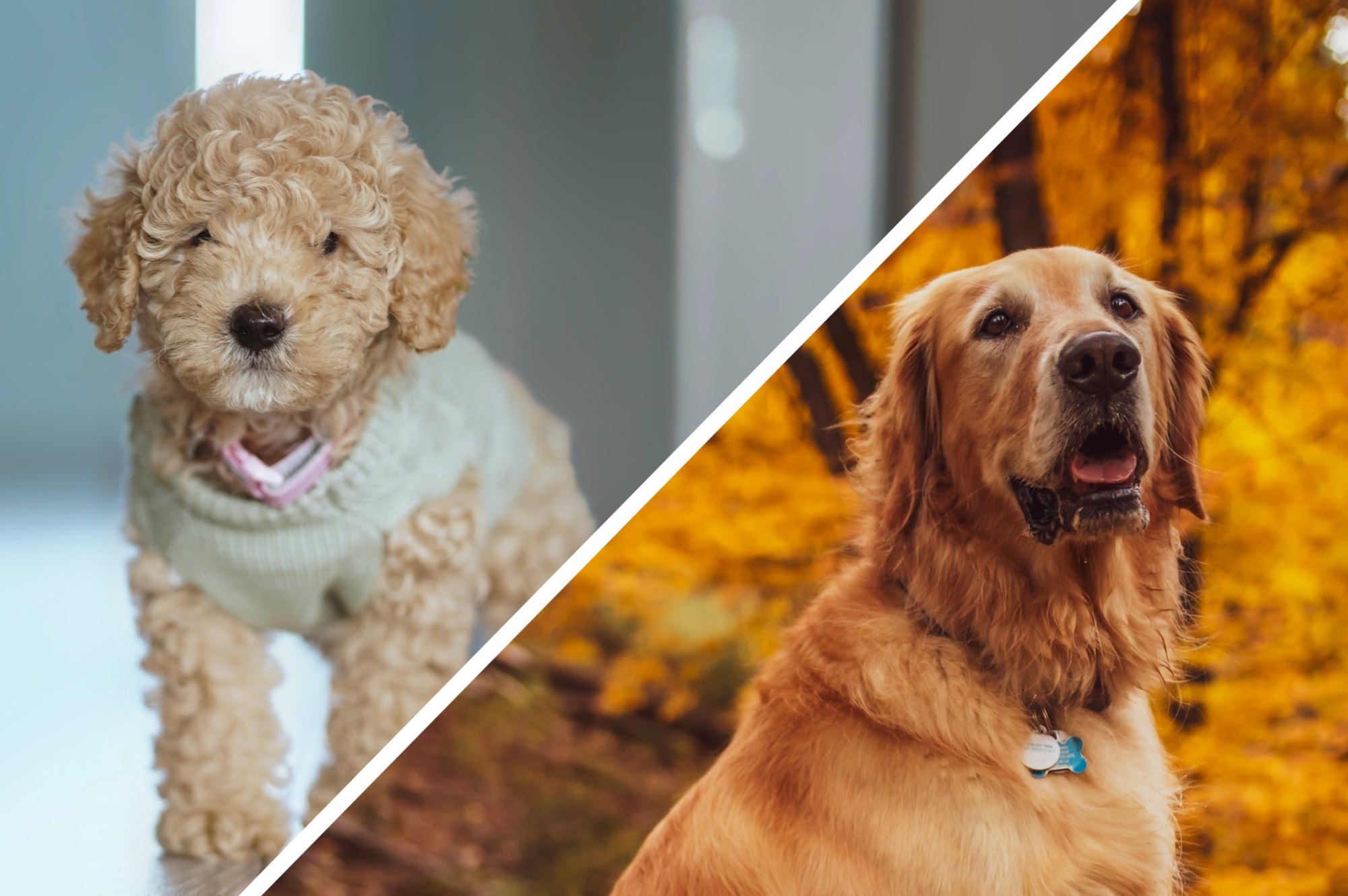 Общая информация о породе Ньюфаундленд