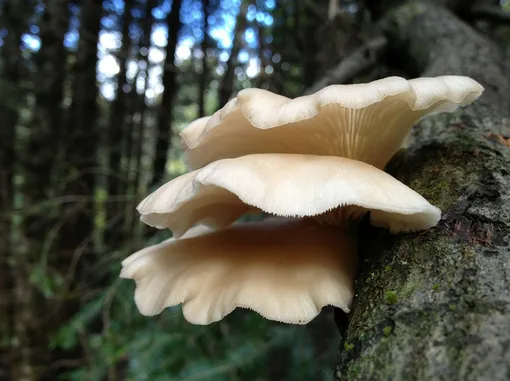 Вёшенки — съедобные древесные грибы