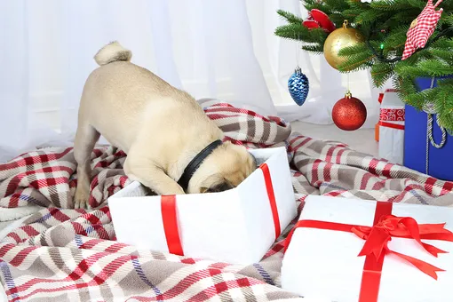 Хозяйка потратила 7000 фунтов на подарки щенку. Посмотрите, что она купила!