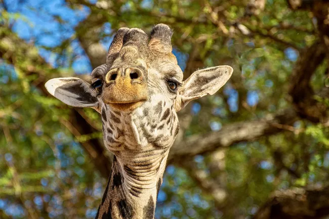 Кайфует и благодарит: видео, на котором жирафу вправляют шейные позвонки, — самое милое, что вы видели