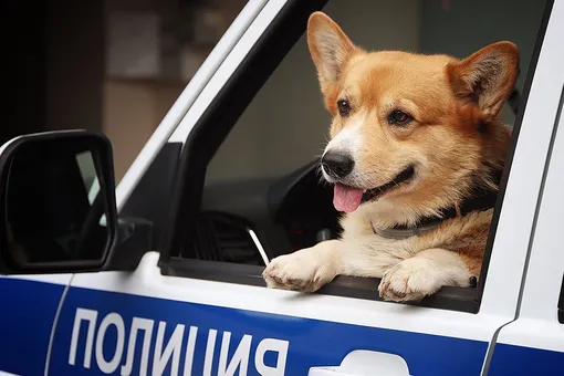 Спасибо за службу: единственный в России корги-полицейский вышел на пенсию