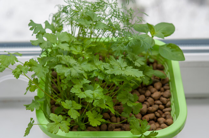 Выращивание кинзы: полезные советы для начинающих, выращивание дома и ...