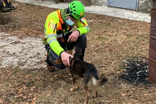 Собака неделю согревала раненого хозяина в горах, пока их не нашли спасатели