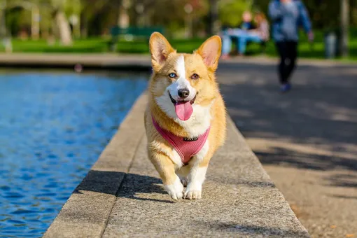 Счастливая собака бежит фото
