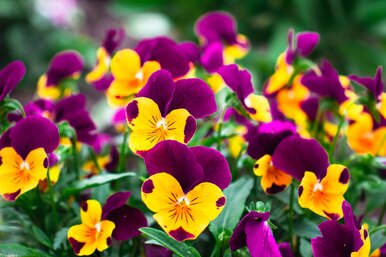 Проще простого: 7 неприхотливых цветов для начинающих садоводов