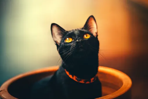 «Он похудел и стал обжорой»: чёрный кот вернулся домой после пяти лет поисков