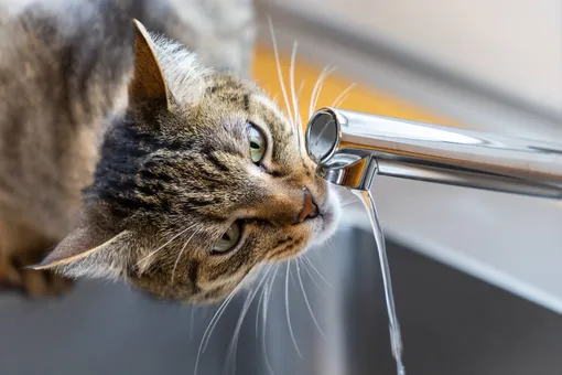 кот пьёт воду из крана