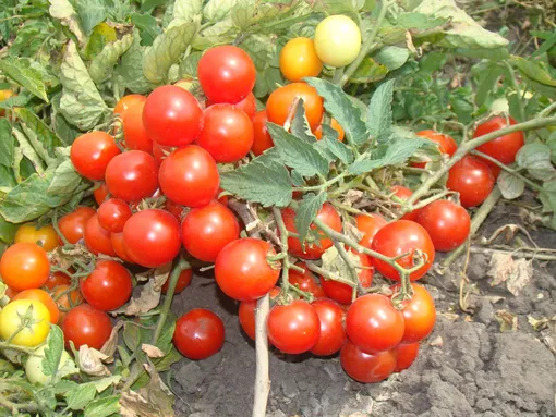 Преимущества низкорослых томатов