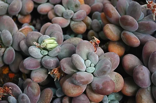 Листочки пахифитума яйценосного похожи на маленькие красивые камни