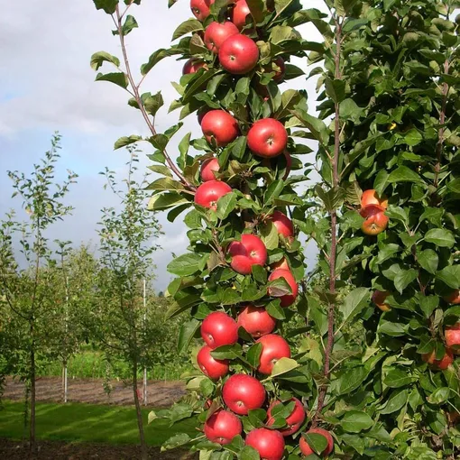 Рассмотрите возможность посадки карликовых сортов яблонь