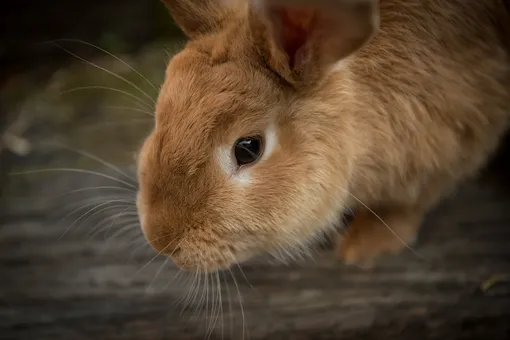 Кролики и все, что вы о них не знали: привычки, диета и интересные факты