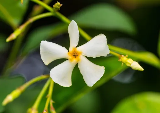 Цветки у трахелоспермума жасминовидного белые, звёздчатой формы