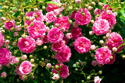 Роза почвопокровная — сорт Супер Дороти