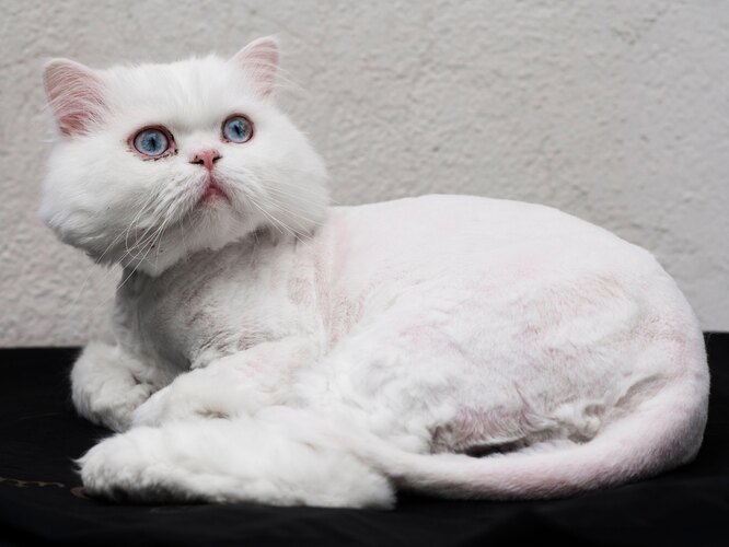 Можно ли стричь котов и можно ли красить кошачью шерсть?