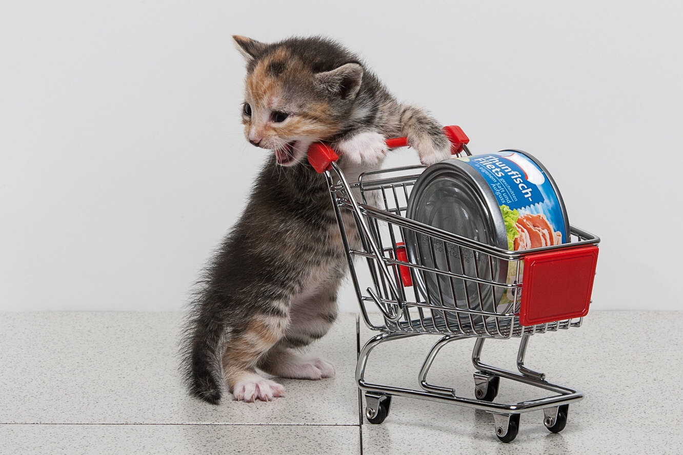 Ученые ответили на вопрос: как часто надо кормить кошек