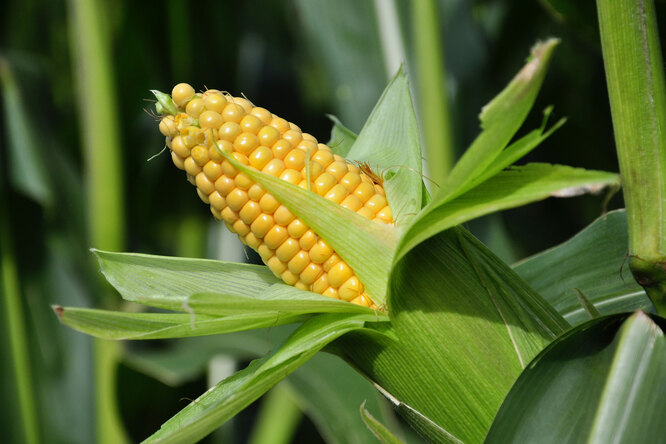 Почему некоторые початки кукурузы прошлого сезона содержали неполное количество созревших зерен или были полностью пустыми?