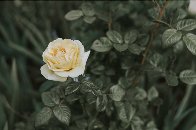 белые розы на языке цветов означает