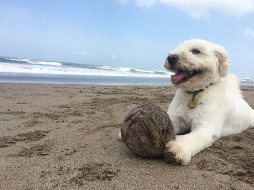 пес на берегу моря