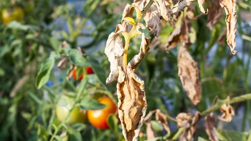 Почему желтеют листья помидоров: причины и способы решения