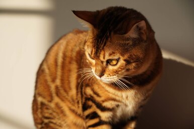 Мини-тигр: почему нам нравятся кошки породы тойгер