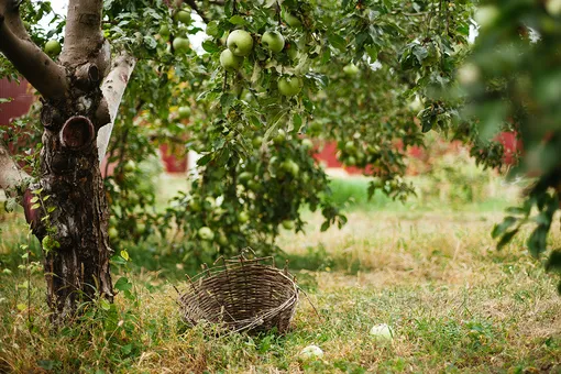 Почему яблоня сбрасывает плоды: болезни и вредители яблонь