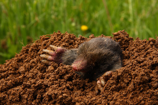 Недостаток регулярного ухода за участком