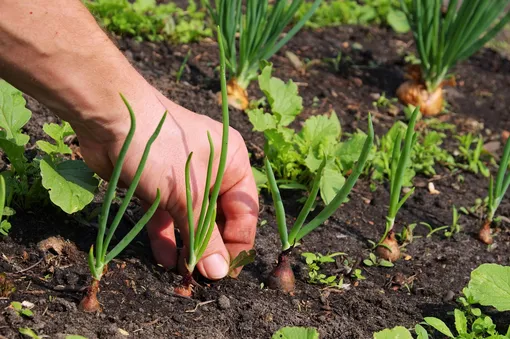 Сорные растения вредят садовым и овощным культурам