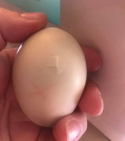 женщина выносила в бюстгальтере треснутое яйцо