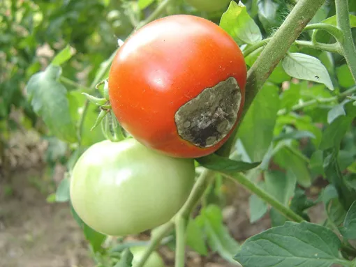 Фитофтороз (фитофторозная гниль) томатов