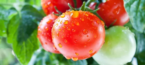 Нарушение правил полива томатов