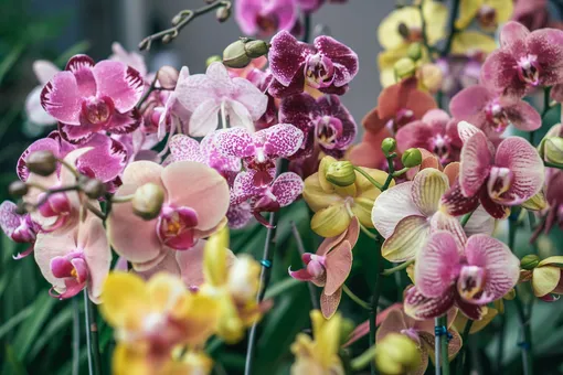 22 необычных вида орхидей с ароматами кокоса, шоколада и ванили