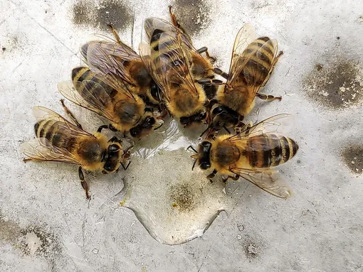 пчелы, рой, мед, ульи, мифы о пчелах