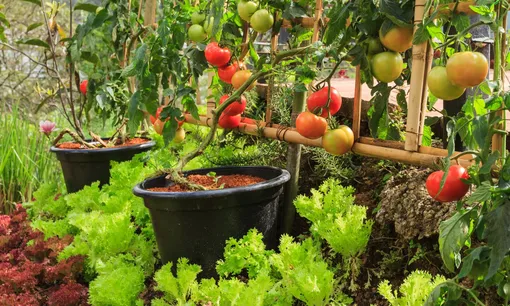 Можно ли выращивать помидоры в тени?