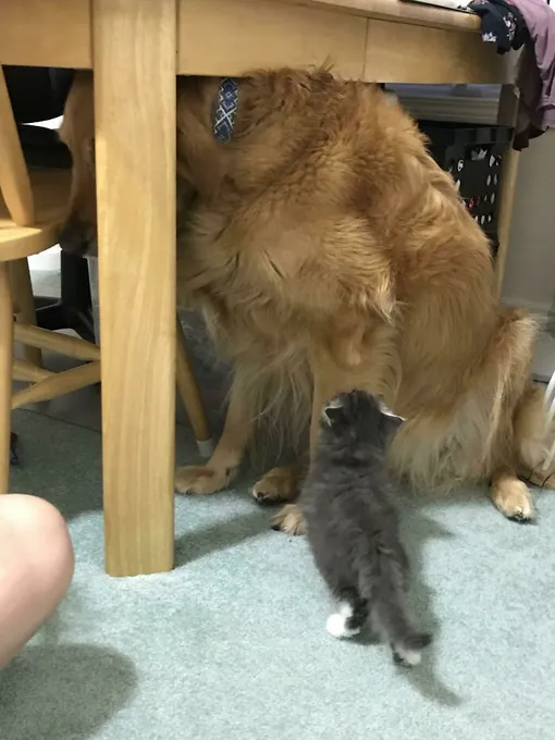 собака и кот