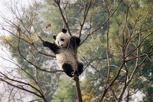 Застали с поличным: посетители зоопарка сняли на видео криминальный побег панды