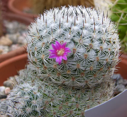 Маммиллярия Снежная (Mammillaria nivosa)