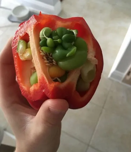 Просто шок: что можно увидеть в холодильнике и испугаться, фото необычных превращений овощей и фруктов