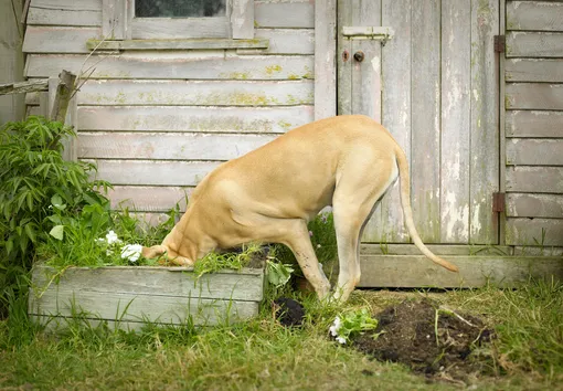 собака в компосте