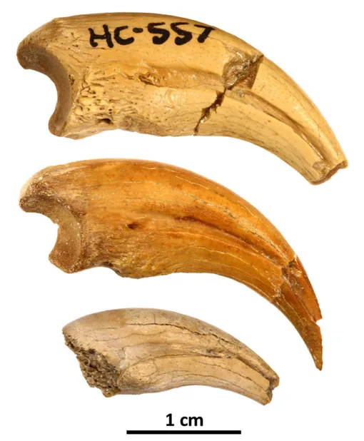 Когти меняли размер в зависимости от возраста динозавра