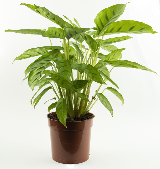 Calathea bahema