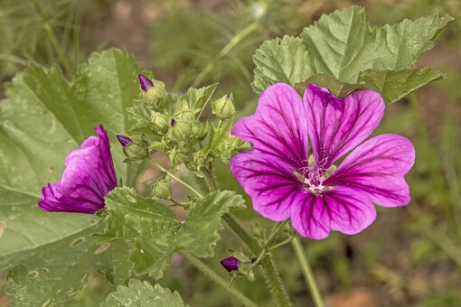 Фото мальвы мускусной