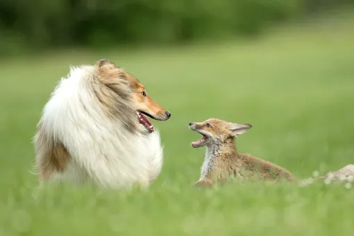 Лис и пёс: история дружбы из реальной жизни, достойная экранизации