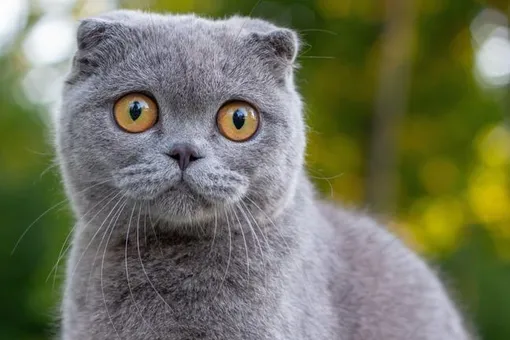 Ученые выяснили, что у экзотических кошек проблемы с общением