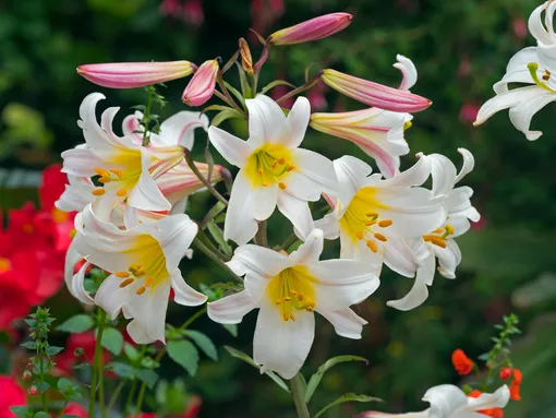 несколько цветов белых лилий