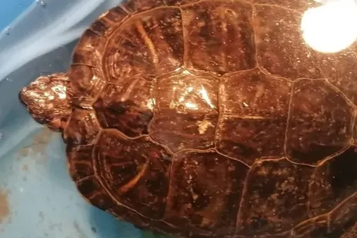 «Впечатляюще, но реально»: теплолюбивая черепаха потерялась, пережила снежную зиму и вернулась домой через 10 месяцев